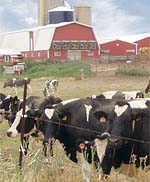 color picture of dairy cattle along a fence line
