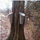 picture of maple syrup being collected